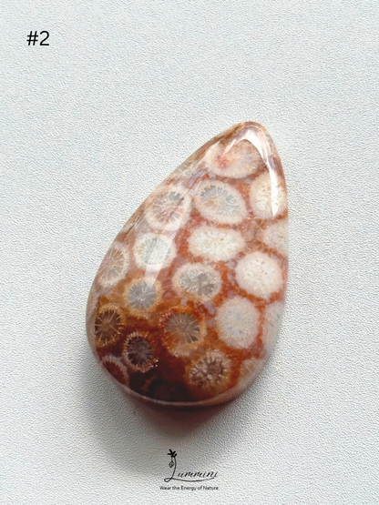 Natural Fossil Coral Cabochon – Choose Your Piece