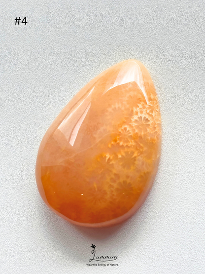 Natural Fossil Coral Cabochon – Choose Your Piece
